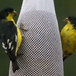 picture of bird