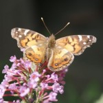 American Painted Lady, (Vanessa virginiensis)