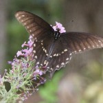 Black Swallowtail, Female, (Papilio polyxenes)