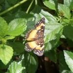 Bordered Patch (Chlosyne lacinia)