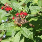Common Buckeye (Junonia coenia)