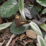 Common Wood Nymph (Cercyonis pegala)