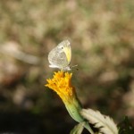 Dainty Sulpher, (Nathalis iole)