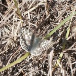 Desert Checkered-Skipper, (Pygus philetas)