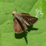 Dun Skipper, (Euphyes vestris)