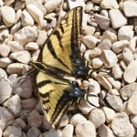 Eastern Tiger Swallowtail, (Papilio glaucus)