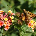Fiery Skipper, (Hylephila phyleus)