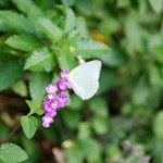 Florida White, (Appias drusilla)