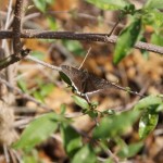 Funereal Duskywing, (Erynnis funeralis)