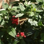 Giant Swallowtail,  (Papilio cresphotes)