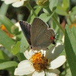 Gray Hairstreak, (Strymon melinus)