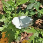 Great Southern White (Ascia monuste)