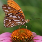 Gulf Fritillary, (Agraulis vanillae)