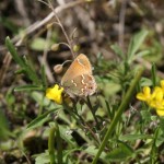 Juniper Hairstreak, (Callophrys gryneus)