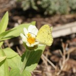 Little Yellow, (Pyrisitia lisa)