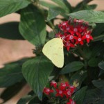 Mimosa Yellow, (Pyrisitia nise)