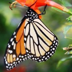 Monarch, (Danaus plexippus)