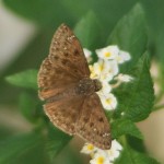Northern Cloudy Wing, (Thorybes pylades)