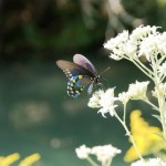 Pipevine Swallowtail, (Battus philenor)