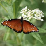 Queen, (Danaus gilippus)