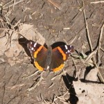Red Admiral, (Vanessa atalanta)