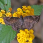 Sickle-winged Skipper, (Eantis tamenund)