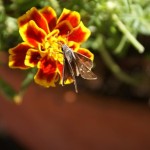Southern Broken-Dash, (Wallingremia otho)