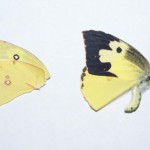 Southern Dogface, (Zerene cesonia)