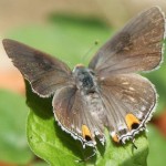 Southern Hairstreak, (Satyrium favonius)