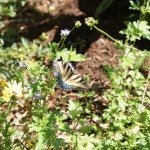 Two-tailed Swallowtail (Papilio multicaudata)