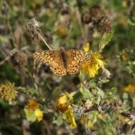 Variegated Fritillary (Euptoieta claudia)