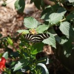 Zebra Heliconian (Heliconius charithonia)