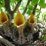 baby_birds Photos by Dwight Bohlmeyer