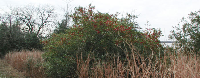 Berries on Tree