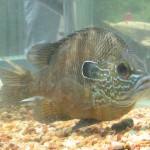 bioblitz2010b Image of bluegill