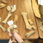 jrNat10_bones Image: Mammal bones