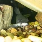 jrNat10_catfish Image of catfish