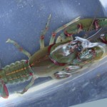 bioblitz2010d Image of one species of crawdad