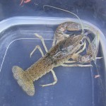 bioblitz2010e Image of different crawdad species