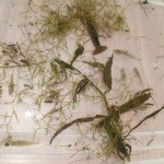Crawdads and Fish