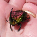bioblitz2010g Image of beetle