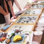 bioblitz2010e Image of insect specimen trays