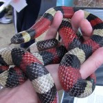 bioblitz2010i Image of milk snake