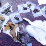 bioblitz2010k Image of mammal pelts and scat samples