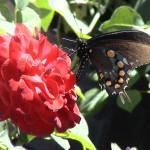 rose_butterfly Photos by Jackie Palmer Spicebush Swallowtail, Heirloom Gardens