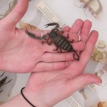bioblitz2010l Image of giant scorpion