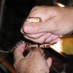 Snakes Alive! Snakes Alive!