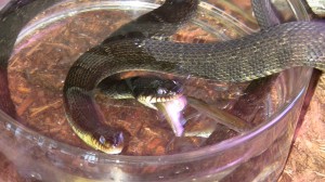 Image: Snakes feedding