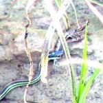 snake_frog1 Photos by Jackie Palmer - Breakfast as Usual, Little Brazos River