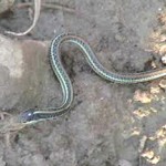 snake_frog5 Photos by Jackie Palmer - Breakfast as Usual, Little Brazos River